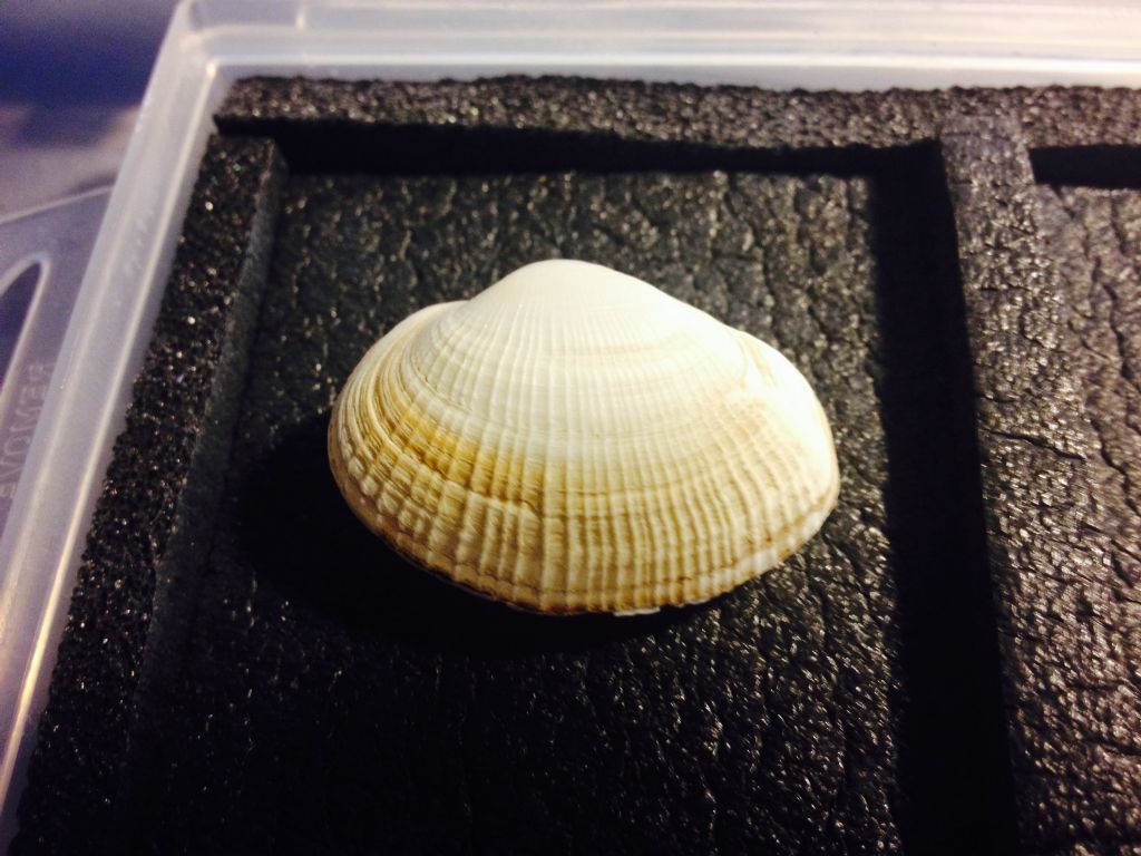 Bivalvi da determinare